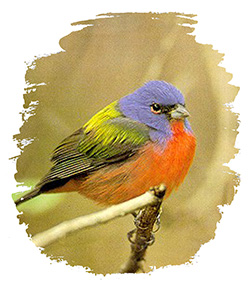 Painted Bunting