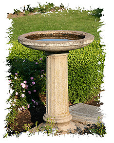 Birdbath Photo