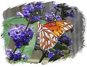 Butterfly photo