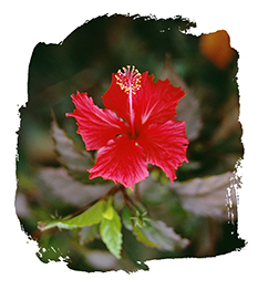 Hibiscus Photo