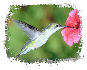 Hummingbird Photo