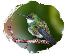 Hummingbird photo