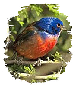 Painted Bunting