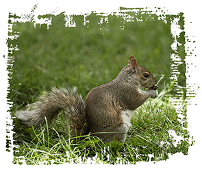 Squirrel Photo